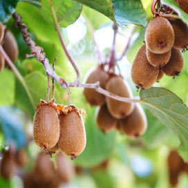 Foto di una pianta del kiwi curata con il gesso agricolo della Aito Alterio Gessi s.n.c.