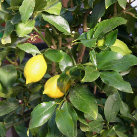 Foto di una pianta del limone curata con il gesso agricolo della Aito Alterio Gessi s.n.c.