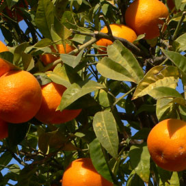 Foto di una pianta dell'arancio curata con il gesso agricolo della Aito Alterio Gessi s.n.c.